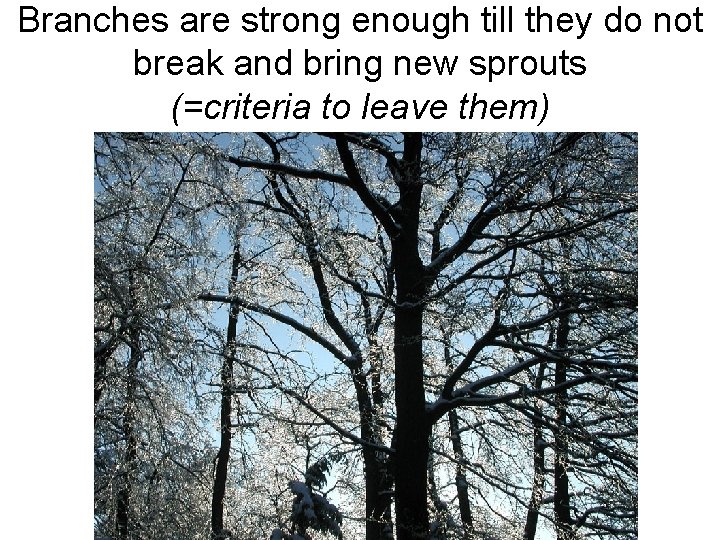 Branches are strong enough till they do not break and bring new sprouts (=criteria