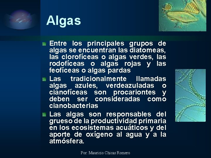 Algas Entre los principales grupos de algas se encuentran las diatomeas, las clorofíceas o
