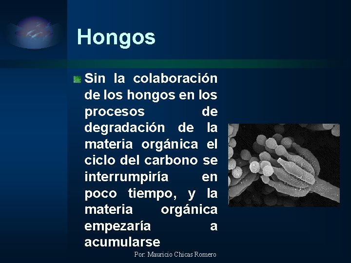 Hongos Sin la colaboración de los hongos en los procesos de degradación de la