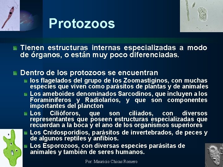 Protozoos Tienen estructuras internas especializadas a modo de órganos, o están muy poco diferenciadas.