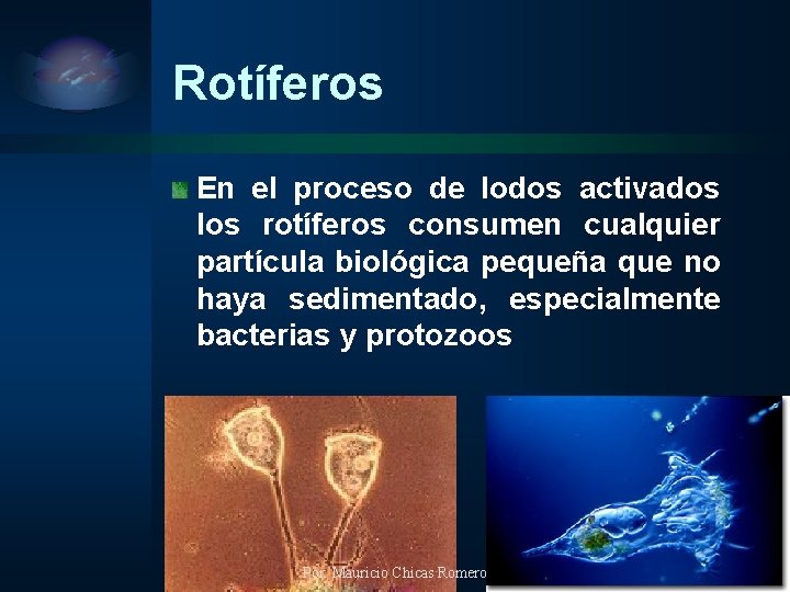 Rotíferos En el proceso de lodos activados los rotíferos consumen cualquier partícula biológica pequeña