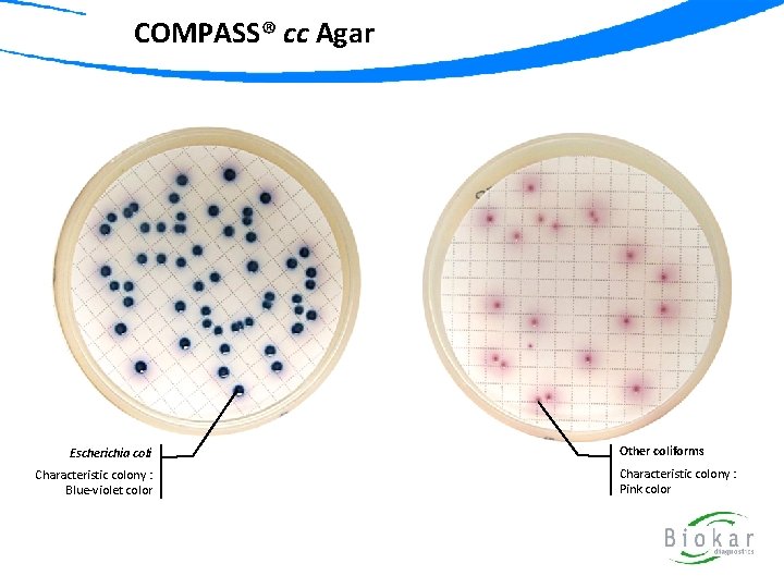 COMPASS® cc Agar Escherichia coli Characteristic colony : Blue-violet color Other coliforms Characteristic colony