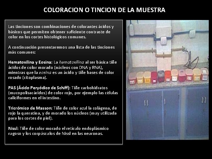 COLORACION O TINCION DE LA MUESTRA Las tinciones son combinaciones de colorantes ácidos y