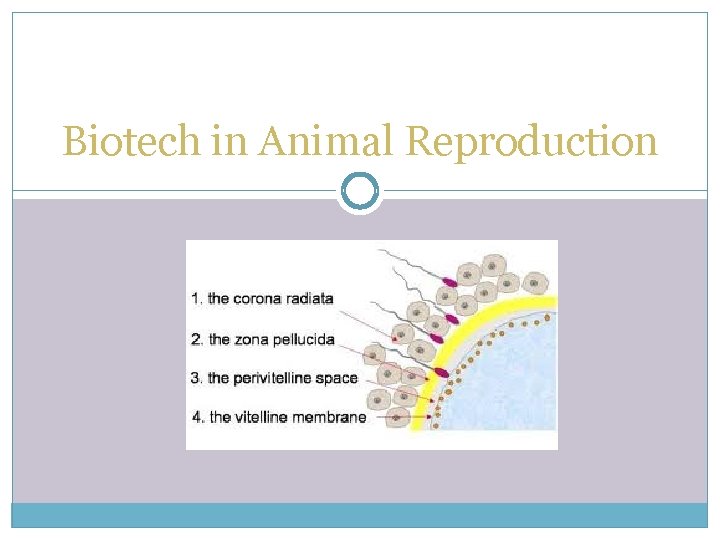 Biotech in Animal Reproduction 