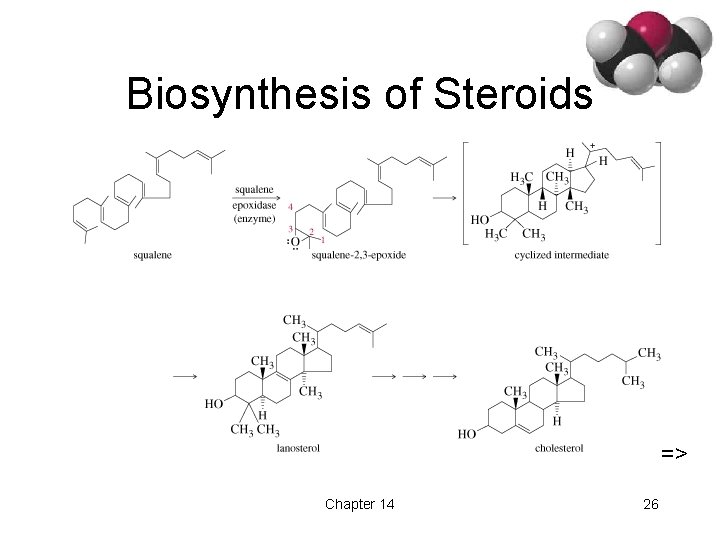 Biosynthesis of Steroids => Chapter 14 26 