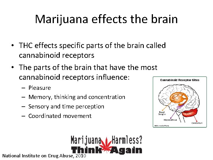 Marijuana effects the brain • THC effects specific parts of the brain called cannabinoid