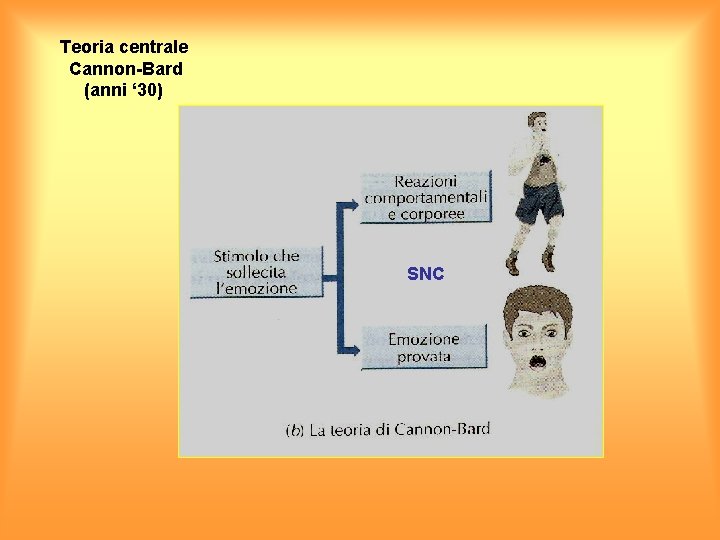 Teoria centrale Cannon-Bard (anni ‘ 30) SNC 