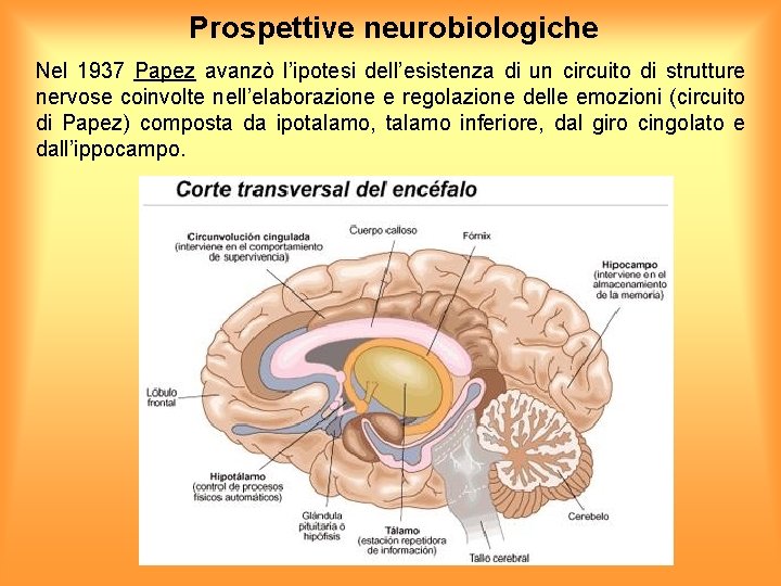 Prospettive neurobiologiche Nel 1937 Papez avanzò l’ipotesi dell’esistenza di un circuito di strutture nervose