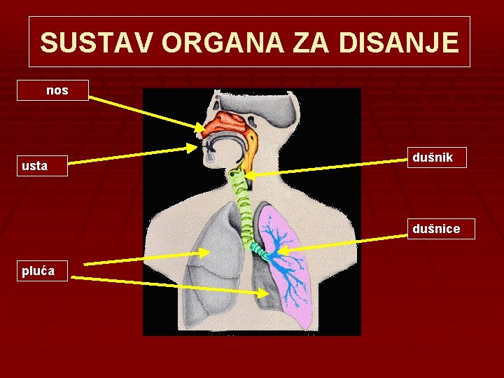 SUSTAV ORGANA ZA DISANJE nos usta dušnik dušnice pluća 