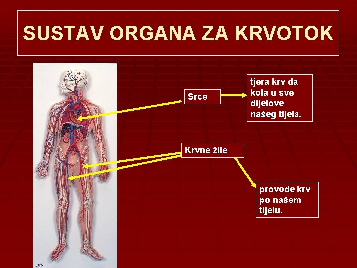 SUSTAV ORGANA ZA KRVOTOK Srce tjera krv da kola u sve dijelove našeg tijela.