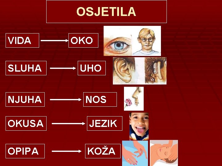 OSJETILA VIDA SLUHA NJUHA OKO UHO NOS OKUSA JEZIK OPIPA KOŽA 