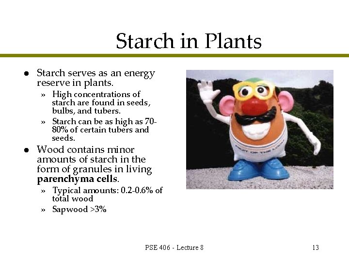 Starch in Plants l Starch serves as an energy reserve in plants. » High