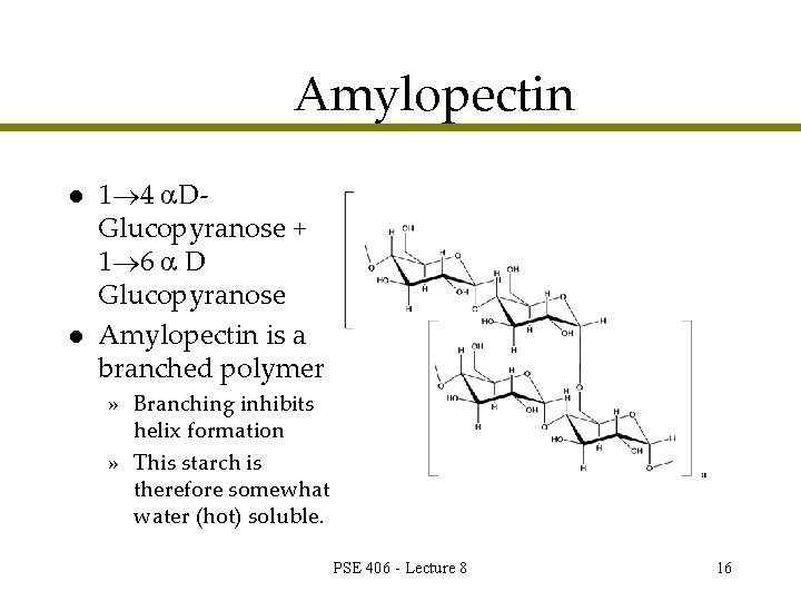 Amylopectin l l 1 4 DGlucopyranose + 1 6 D Glucopyranose Amylopectin is a