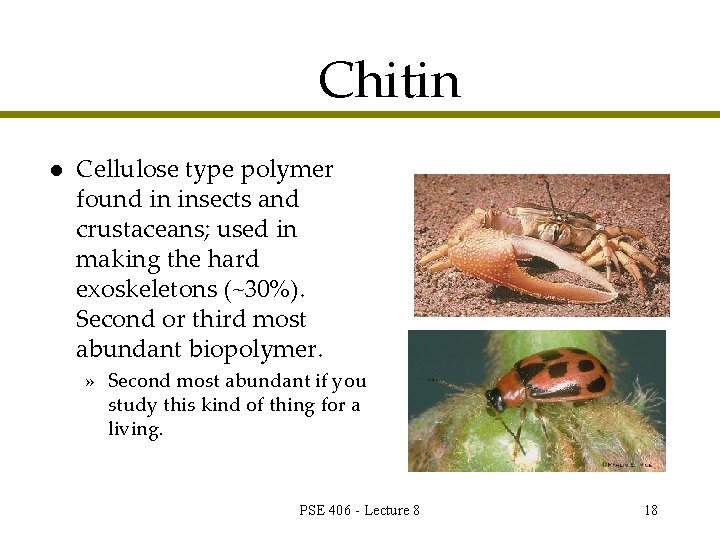 Chitin l Cellulose type polymer found in insects and crustaceans; used in making the