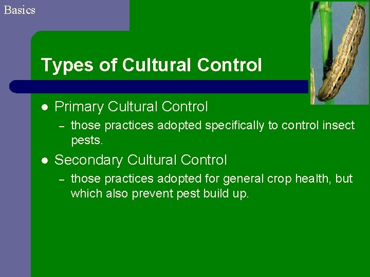 Basics Types of Cultural Control l Primary Cultural Control – l those practices adopted