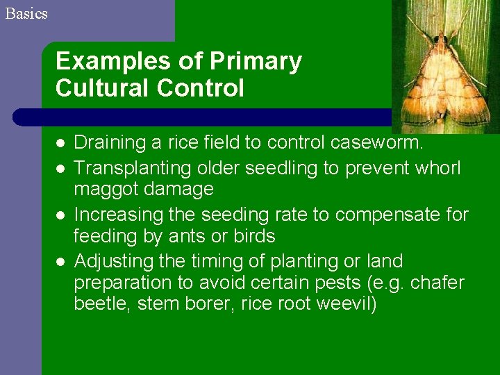 Basics Examples of Primary Cultural Control l l Draining a rice field to control