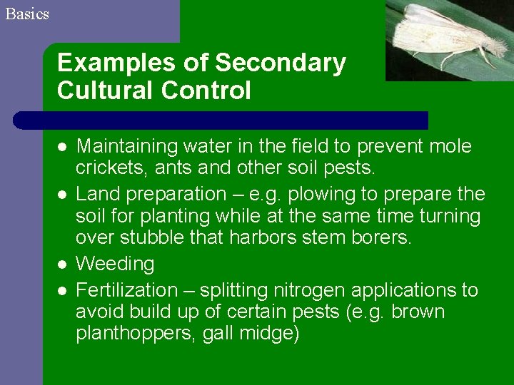 Basics Examples of Secondary Cultural Control l l Maintaining water in the field to