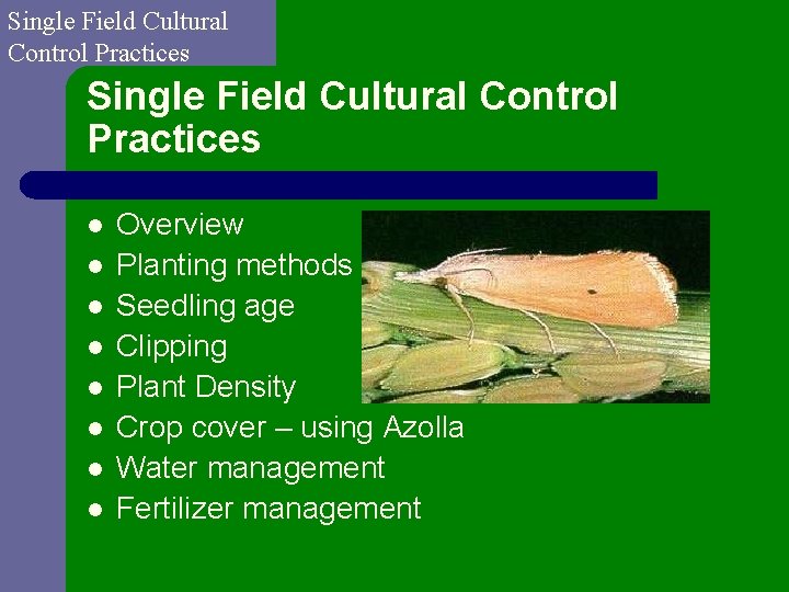 Single Field Cultural Control Practices l l l l Overview Planting methods Seedling age