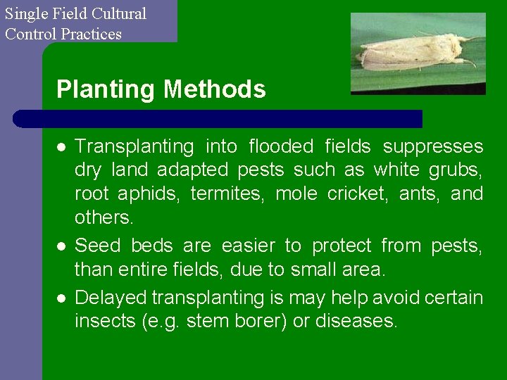 Single Field Cultural Control Practices Planting Methods l l l Transplanting into flooded fields