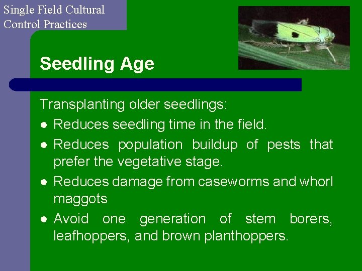Single Field Cultural Control Practices Seedling Age Transplanting older seedlings: l Reduces seedling time