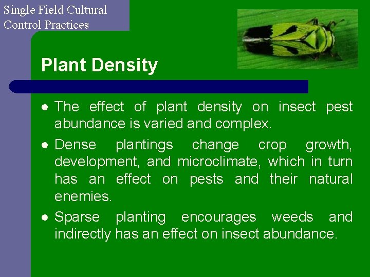 Single Field Cultural Control Practices Plant Density l l l The effect of plant