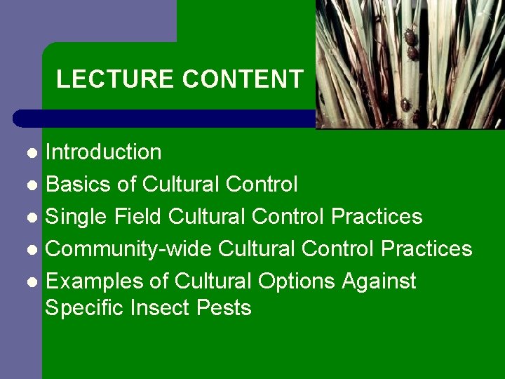 LECTURE CONTENT Introduction l Basics of Cultural Control l Single Field Cultural Control Practices