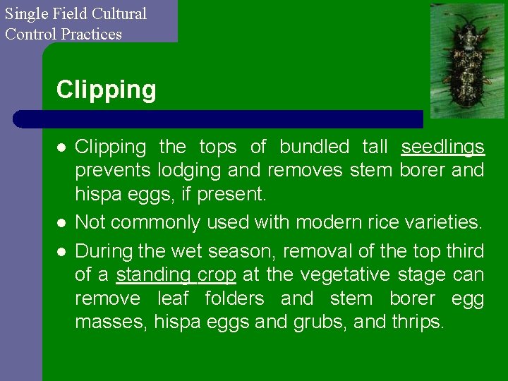 Single Field Cultural Control Practices Clipping l l l Clipping the tops of bundled