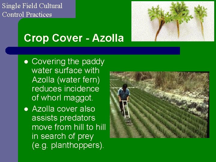 Single Field Cultural Control Practices Crop Cover - Azolla l l Covering the paddy