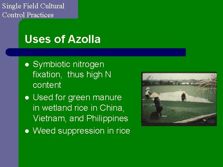 Single Field Cultural Control Practices Uses of Azolla l l l Symbiotic nitrogen fixation,