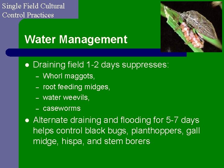 Single Field Cultural Control Practices Water Management l Draining field 1 -2 days suppresses: