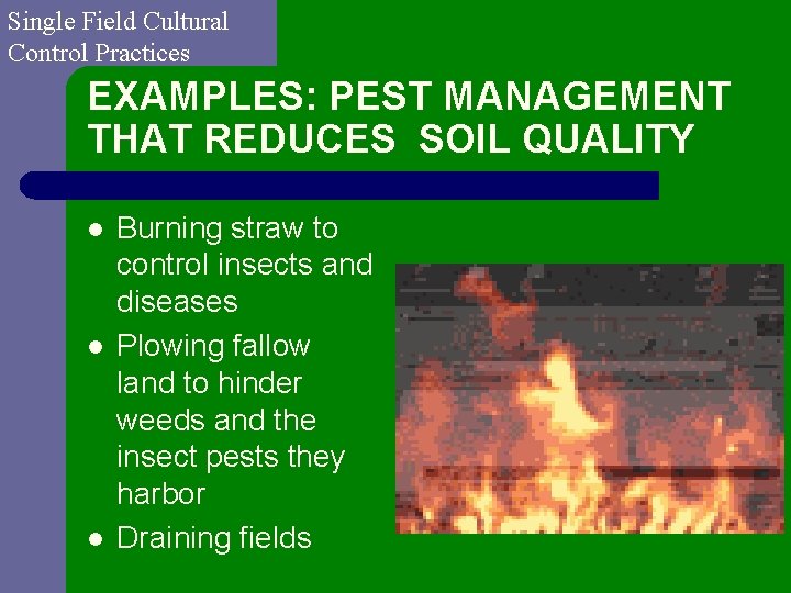 Single Field Cultural Control Practices EXAMPLES: PEST MANAGEMENT THAT REDUCES SOIL QUALITY l l