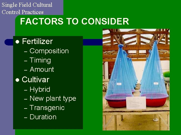 Single Field Cultural Control Practices FACTORS TO CONSIDER l Fertilizer – – – l