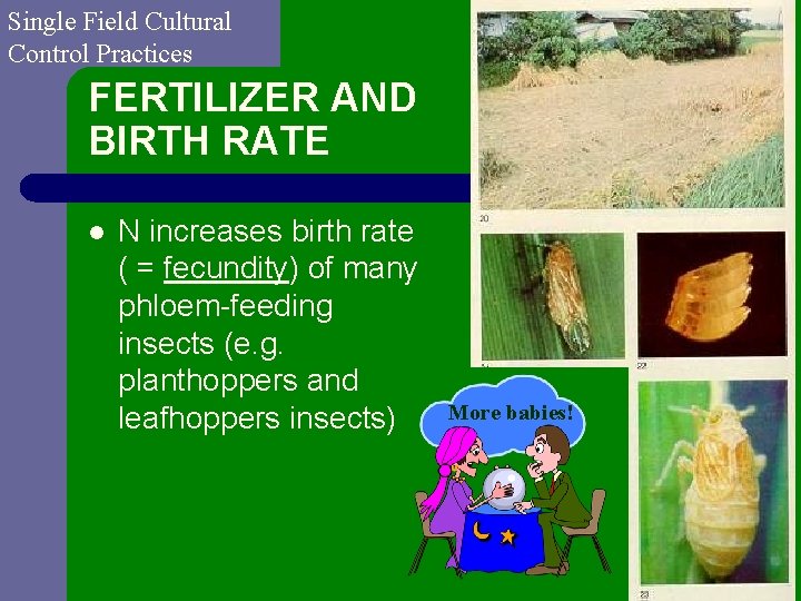 Single Field Cultural Control Practices FERTILIZER AND BIRTH RATE l N increases birth rate