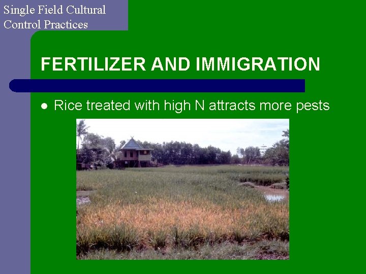 Single Field Cultural Control Practices FERTILIZER AND IMMIGRATION l Rice treated with high N
