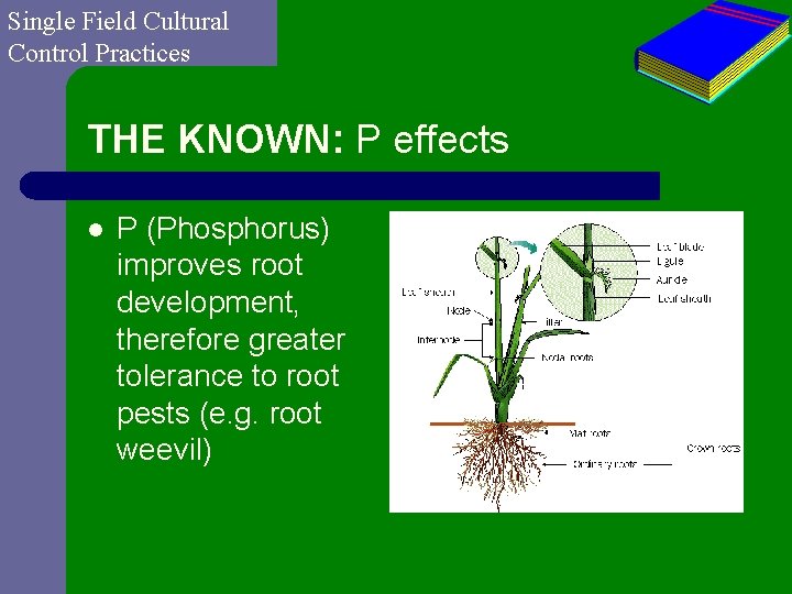 Single Field Cultural Control Practices THE KNOWN: P effects l P (Phosphorus) improves root