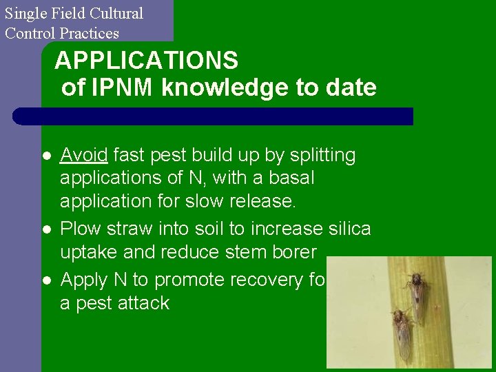 Single Field Cultural Control Practices APPLICATIONS of IPNM knowledge to date l l l