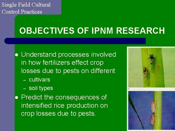 Single Field Cultural Control Practices OBJECTIVES OF IPNM RESEARCH l Understand processes involved in