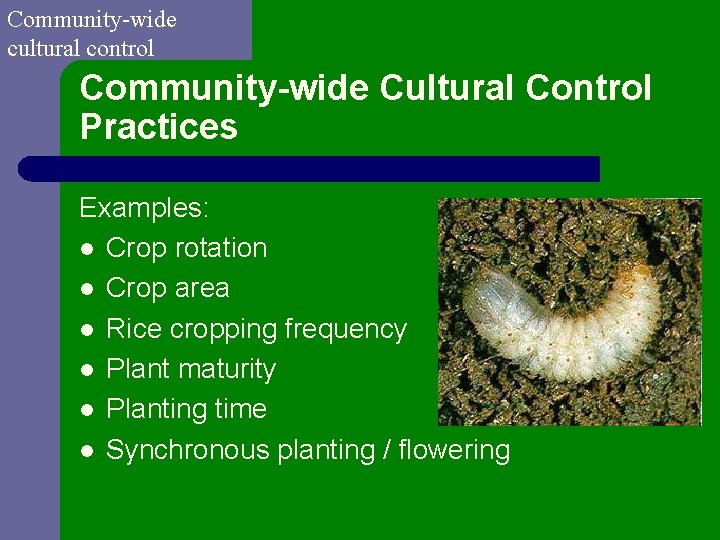 Community-wide cultural control Community-wide Cultural Control Practices Examples: l Crop rotation l Crop area