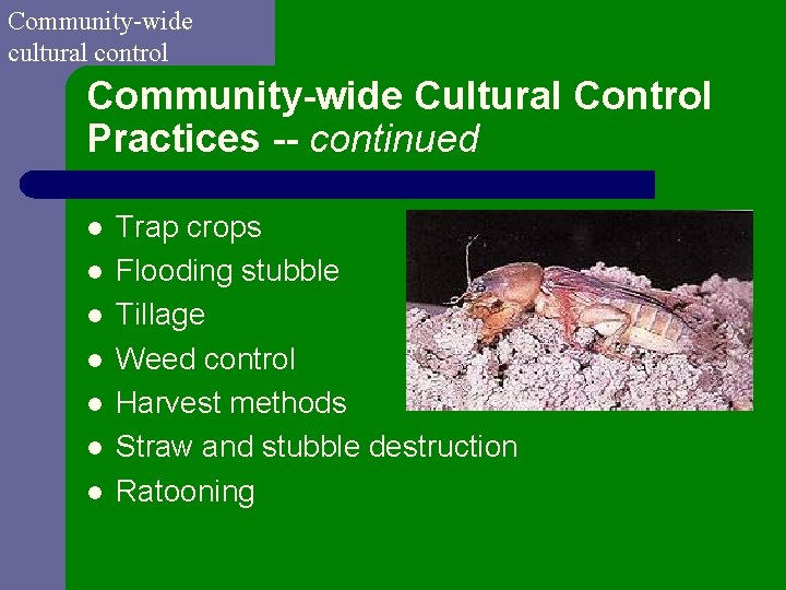 Community-wide cultural control Community-wide Cultural Control Practices -- continued l l l l Trap