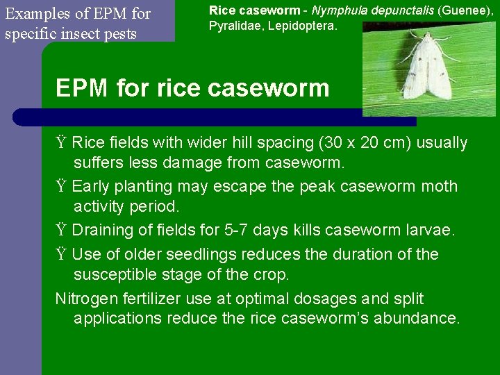 Examples of EPM for specific insect pests Rice caseworm - Nymphula depunctalis (Guenee), Pyralidae,