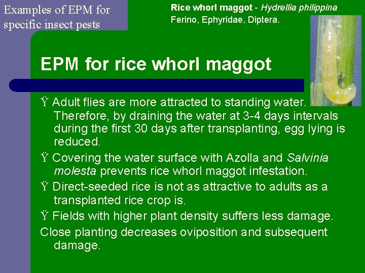 Examples of EPM for specific insect pests Rice whorl maggot - Hydrellia philippina Ferino,