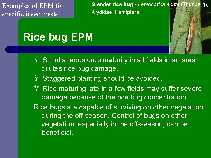 Examples of EPM for specific insect pests Slender rice bug - Leptocorisa acuta (Thunberg),