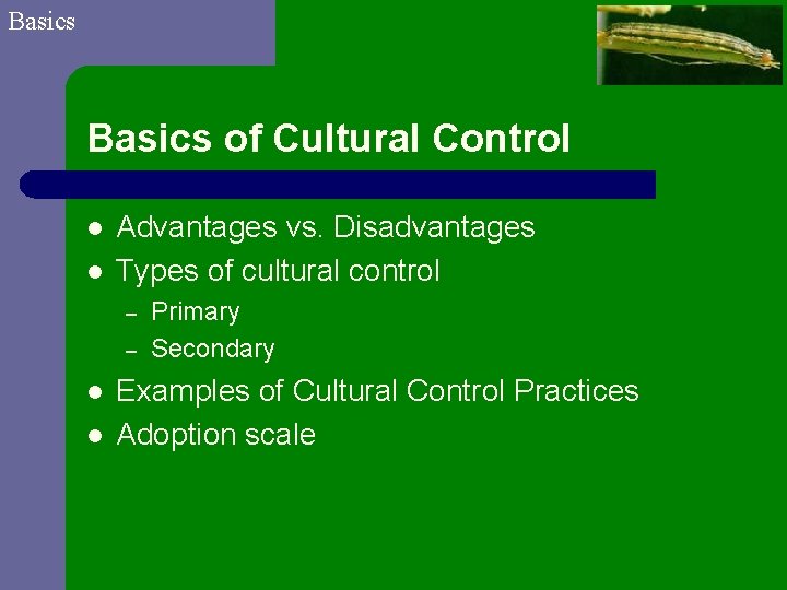 Basics of Cultural Control l l Advantages vs. Disadvantages Types of cultural control –