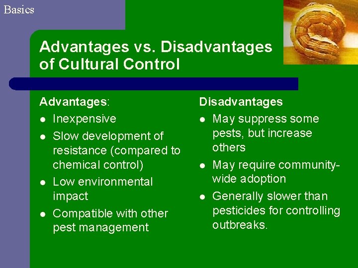 Basics Advantages vs. Disadvantages of Cultural Control Advantages: l Inexpensive l Slow development of