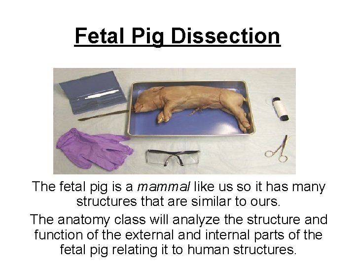 Fetal Pig Dissection The fetal pig is a mammal like us so it has