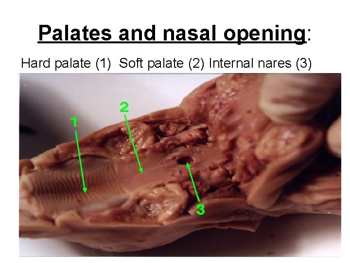 Palates and nasal opening: Hard palate (1) Soft palate (2) Internal nares (3) 