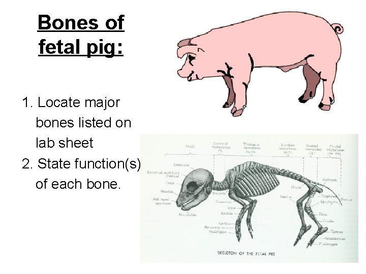 Bones of fetal pig: 1. Locate major bones listed on lab sheet 2. State