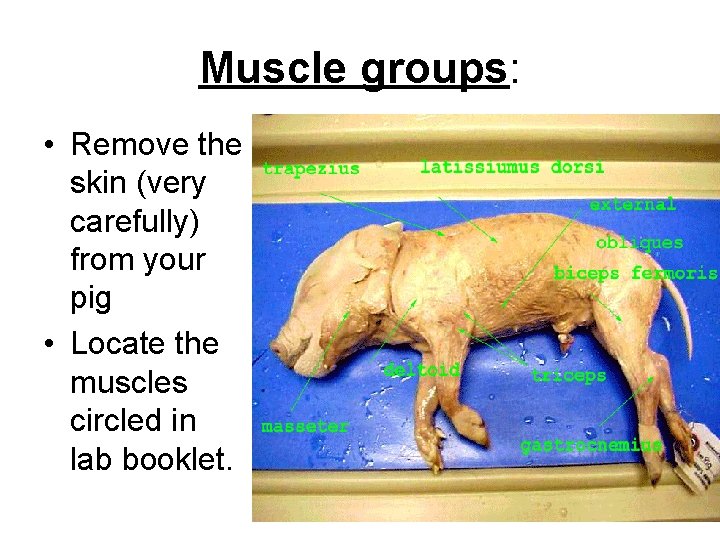 Muscle groups: • Remove the skin (very carefully) from your pig • Locate the