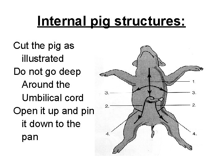 Internal pig structures: Cut the pig as illustrated Do not go deep Around the