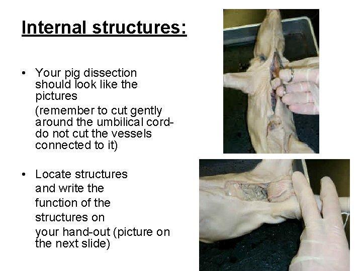 Internal structures: • Your pig dissection should look like the pictures (remember to cut